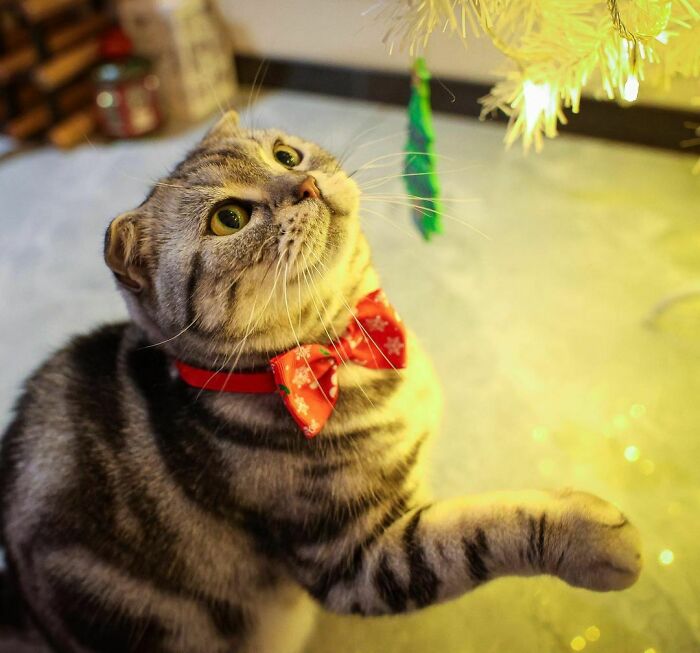 Very Excited For Her First Christmas!