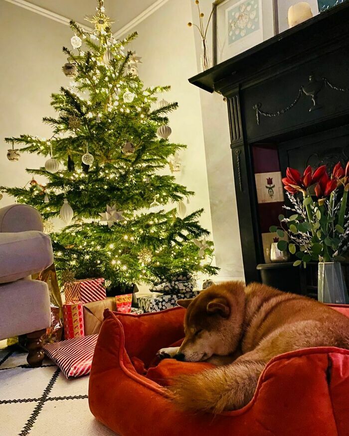 Dreaming About Christmas Dinner