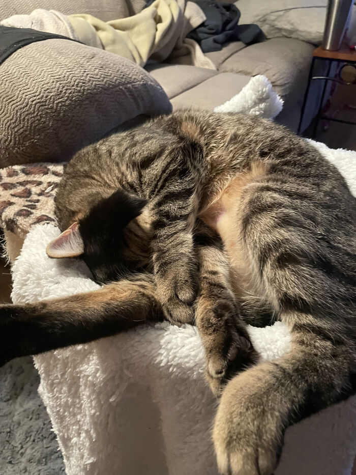 Curtis Sleeping When We Just Put On The Pellet Stove. Very Happy!