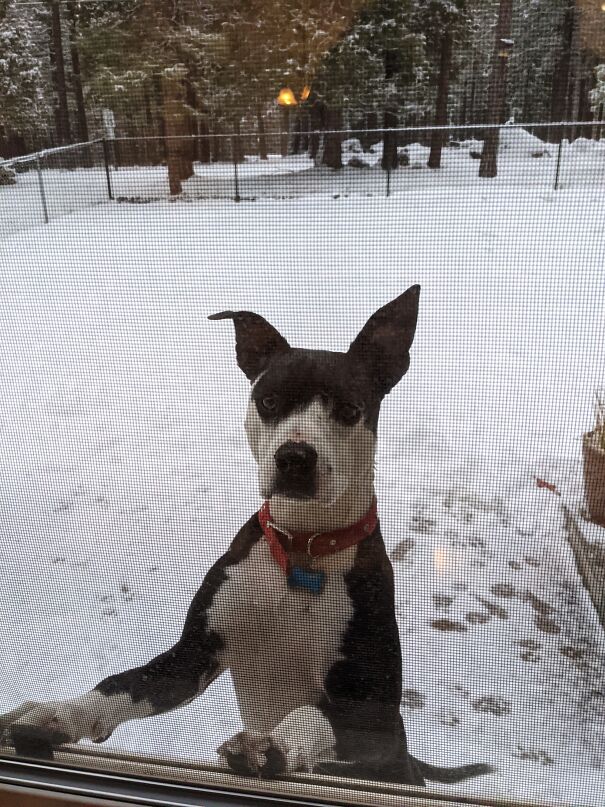 Smoke Alarm Went Off Once, Now When I Turn The Oven On, Kitty Bails And Watches From Outside For Safety