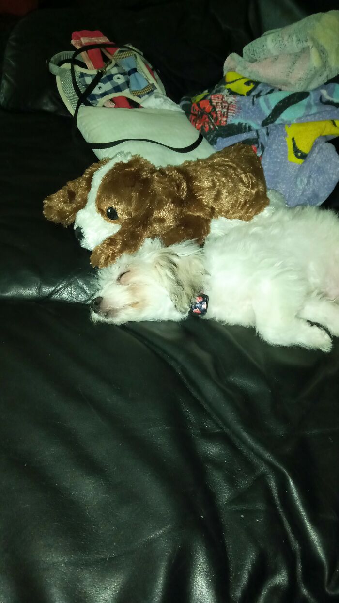 Domani ( Italian For Tomorrow ) Snoozing After Breakfast