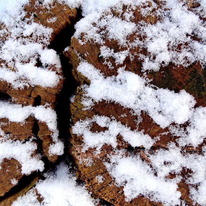 Snow On The End Of A Log