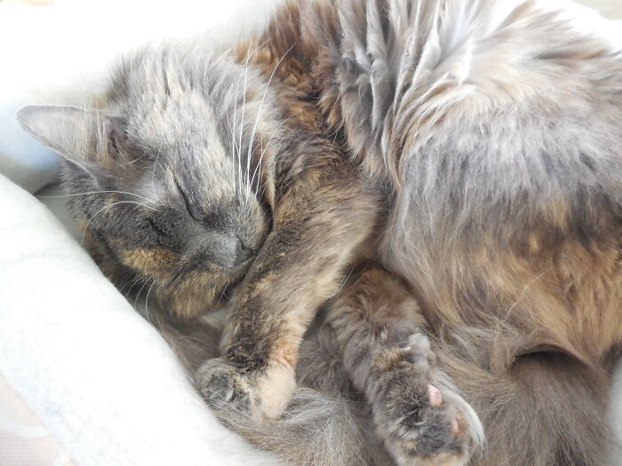 14(?) Year Old Muffin, All 6 Lbs Of Pure Fluff