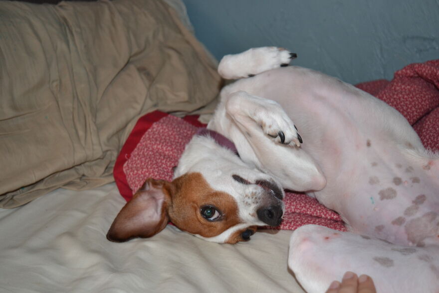 I Recently Located My Camera Pictures, Which Are All Of My Dog, To My Computer And Deiced To Share With The Internet