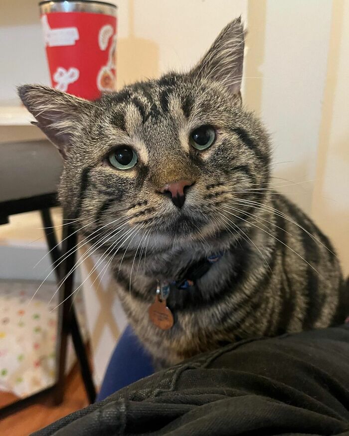 After Going Viral On Twitter, Fishtopher Has Recently Been Adopted And Is Off To Live A Happy Life