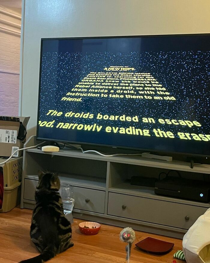 After Going Viral On Twitter, Fishtopher Has Recently Been Adopted And Is Off To Live A Happy Life