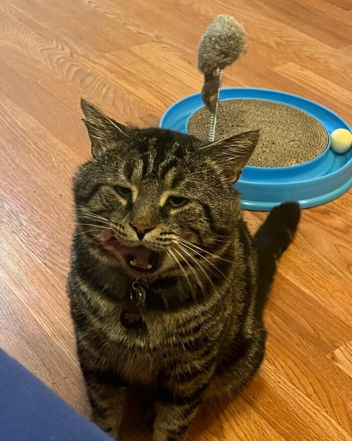 After Going Viral On Twitter, Fishtopher Has Recently Been Adopted And Is Off To Live A Happy Life