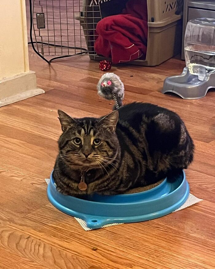 After Going Viral On Twitter, Fishtopher Has Recently Been Adopted And Is Off To Live A Happy Life