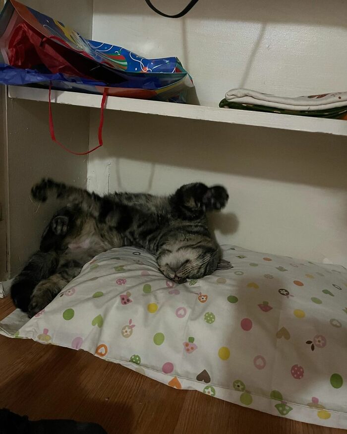 After Going Viral On Twitter, Fishtopher Has Recently Been Adopted And Is Off To Live A Happy Life