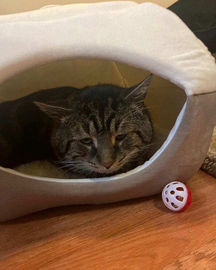 After Going Viral On Twitter, Fishtopher Has Recently Been Adopted And Is Off To Live A Happy Life