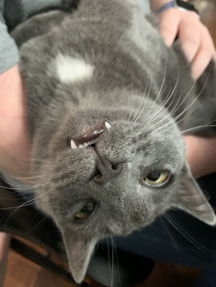 Evan, My Most Recent Rescue. I Found Him On The Side Of The Road In June. He Was In A Spot Where People Are Known To Chuck Kittens Out Of Windows