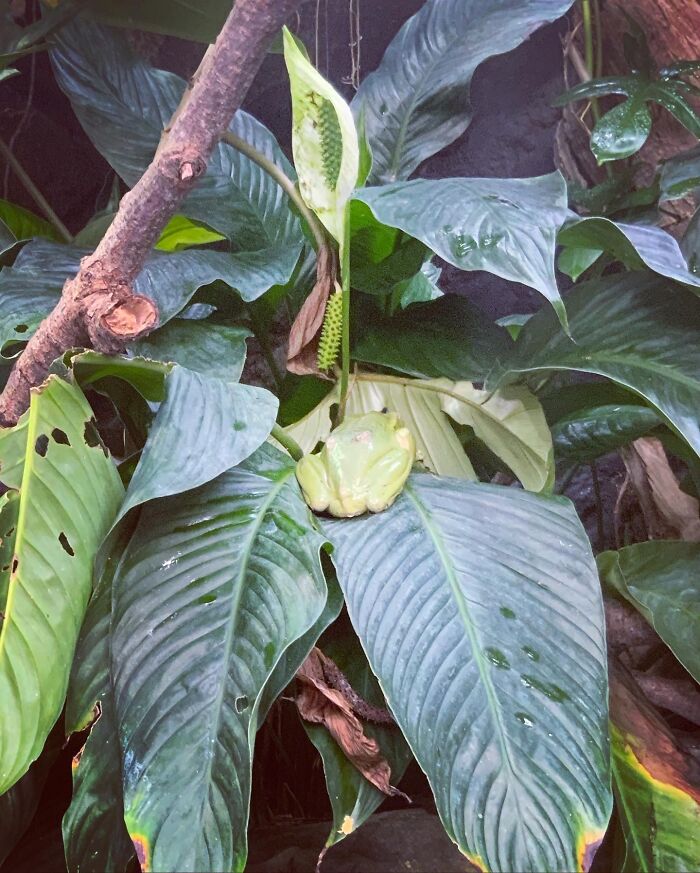 I Found One At The Zoo! Its Winter In The UK Now So All The Wild Frogs Are Hibernating