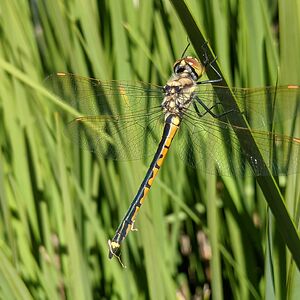 natashacourts avatar