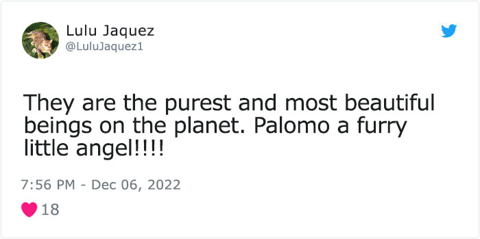 Dog Named Palomo Has Helped Mexican Authorities To Find His Missing Owner