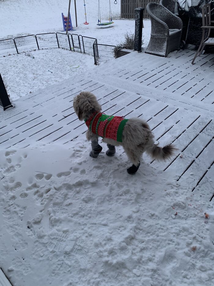 It’s Been Really Cold And Gus’s Paws Were Getting Too Cold So We Put Some Wool Socks On Him (Wind Chill Was -49 F)