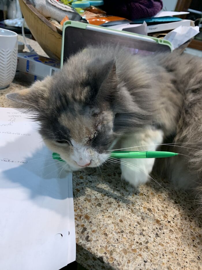 My Cat Shy Chewing On My Pencil. No Homework For Me I Guess