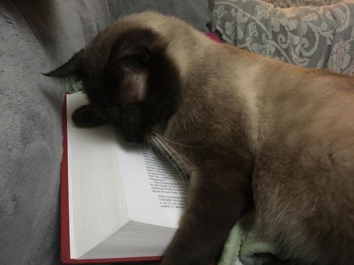 Studying Law Is Very Tiring For My Little Buddy