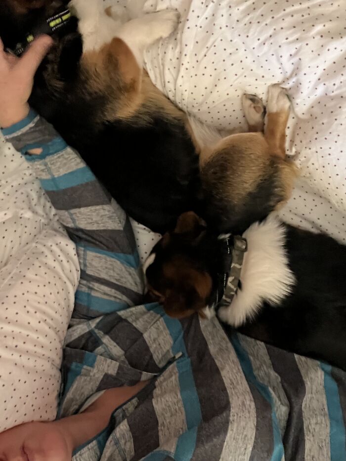 Corgi Snuggles!