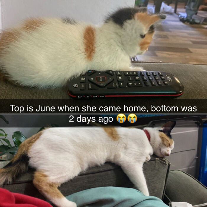 My Favorite Girl Taco. Only 9oz When I Found Her But 6 Months Old Now And 5 Pounds