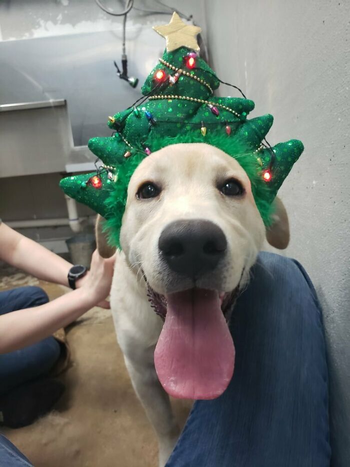 Merry Christmas From Mutt & Joe!