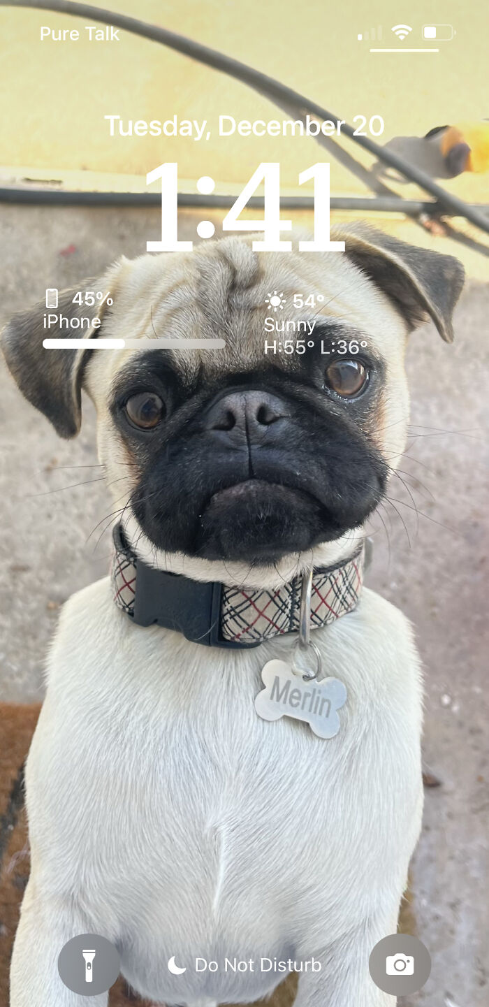 My Doggo 🥰🥰🥰