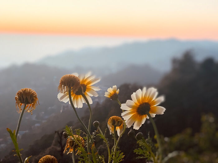 Sunset Flowers