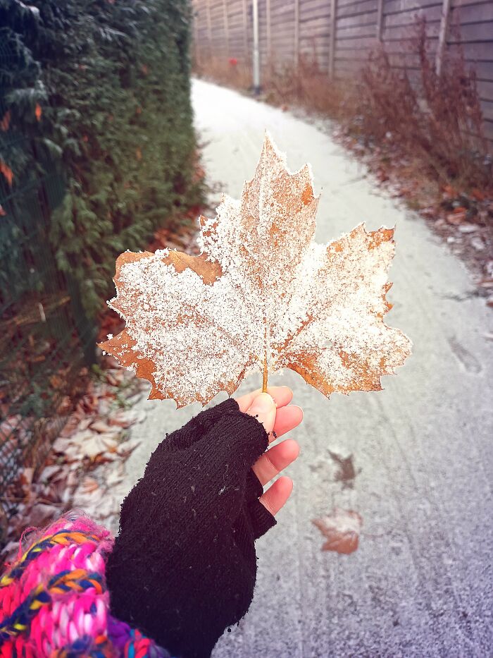 Have I Seen Frost Before? Yes. Will I Continue To Act Like I Haven't? Also Yes