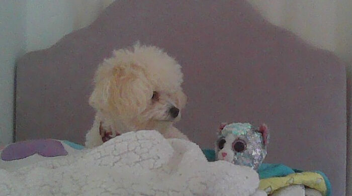 My Doggo On My 5yr Old Sisters Bed!