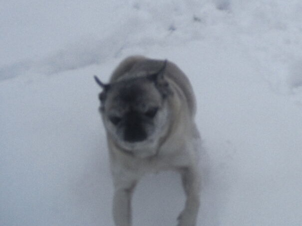 My Pug Potato And His Flappy Flap Flap Ears