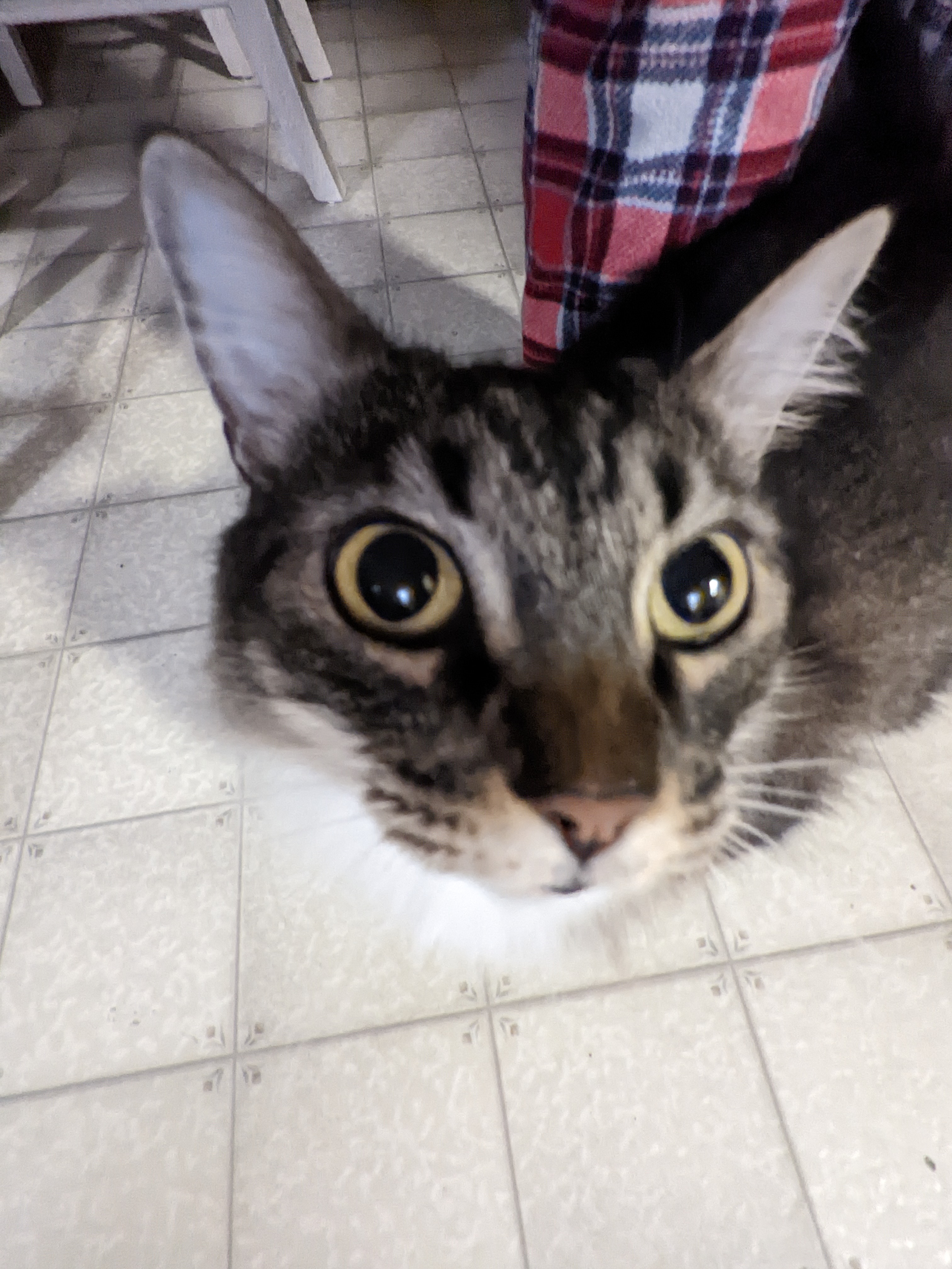 Hey Pandas, Show Me Your Pets!