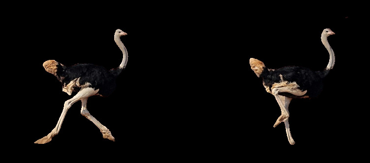 Hey Pandas, Make A Bird With Your Left Hand