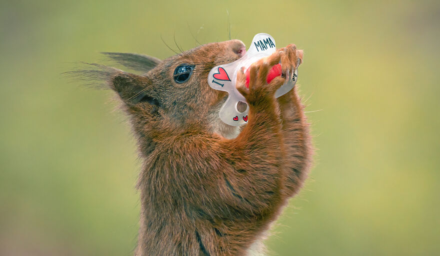 I Spend 3520 Hours Photographing Red Squirrels Without Using Photoshop