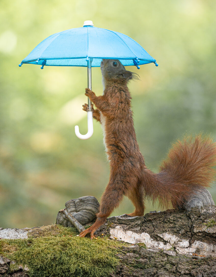 I Spend 3520 Hours Photographing Red Squirrels Without Using Photoshop