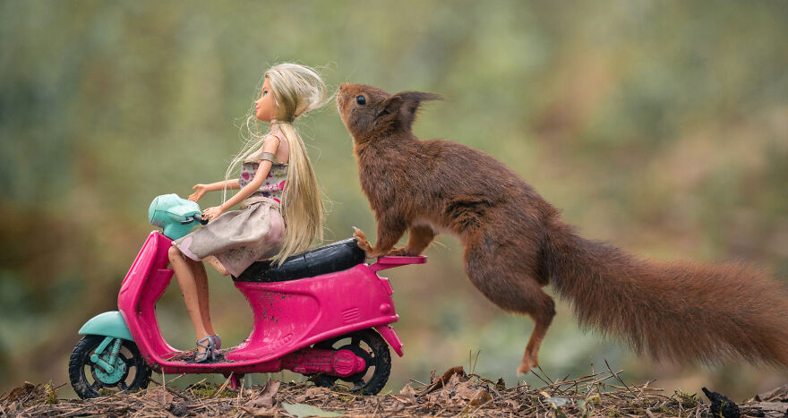 I Spend 3520 Hours Photographing Red Squirrels Without Using Photoshop