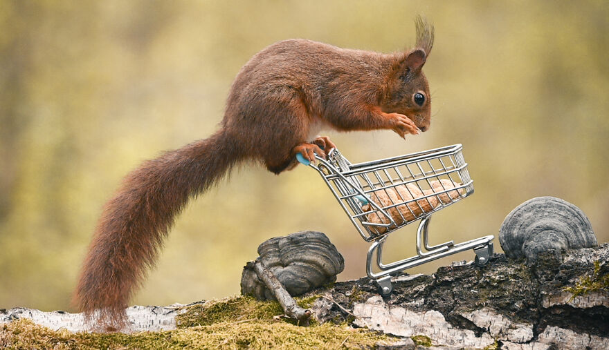 I Spend 3520 Hours Photographing Red Squirrels Without Using Photoshop