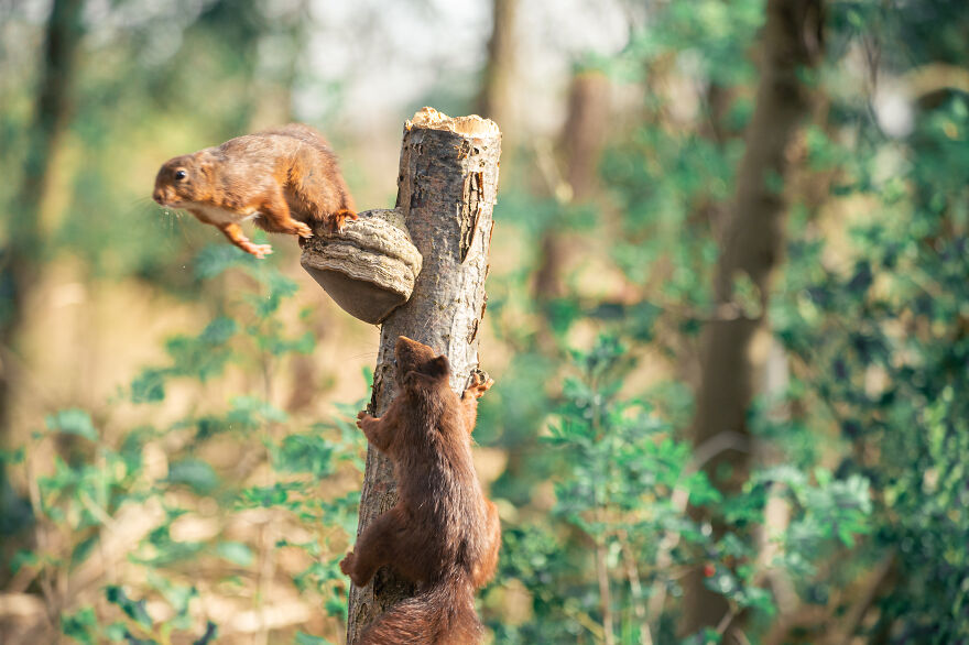 I Spend 3520 Hours Photographing Red Squirrels Without Using Photoshop