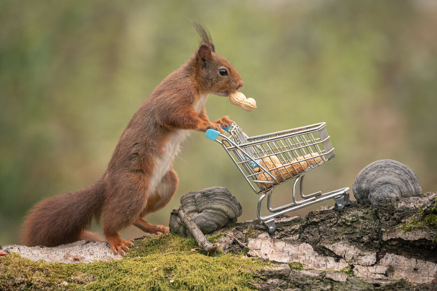 I Spend 3520 Hours Photographing Red Squirrels Without Using Photoshop