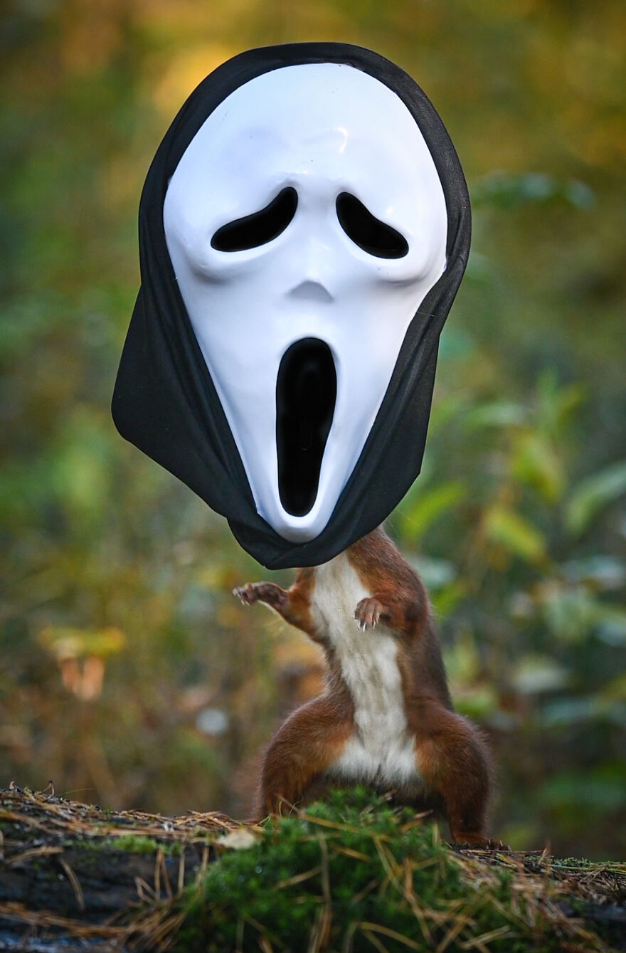 I Spend 3520 Hours Photographing Red Squirrels Without Using Photoshop