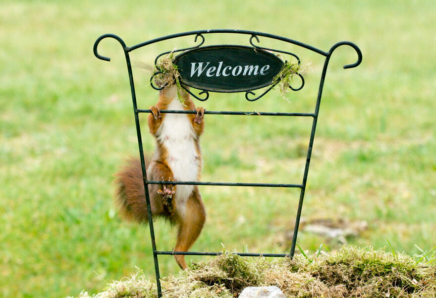 I Spend 3520 Hours Photographing Red Squirrels Without Using Photoshop