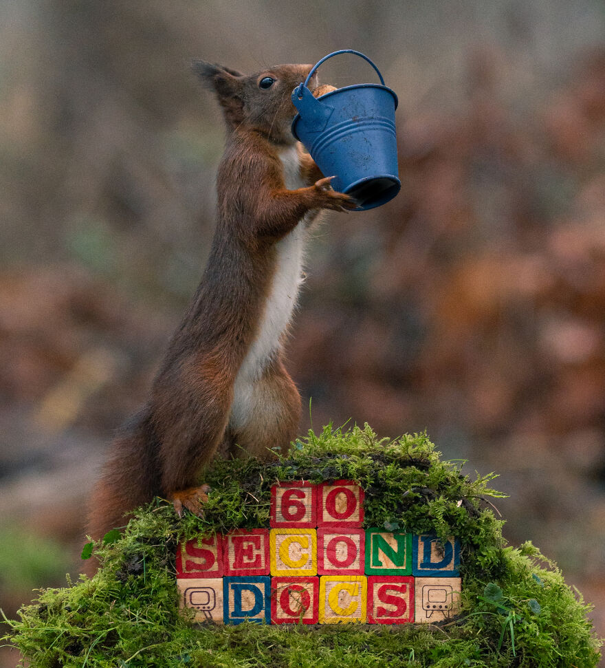 I Spend 3520 Hours Photographing Red Squirrels Without Using Photoshop