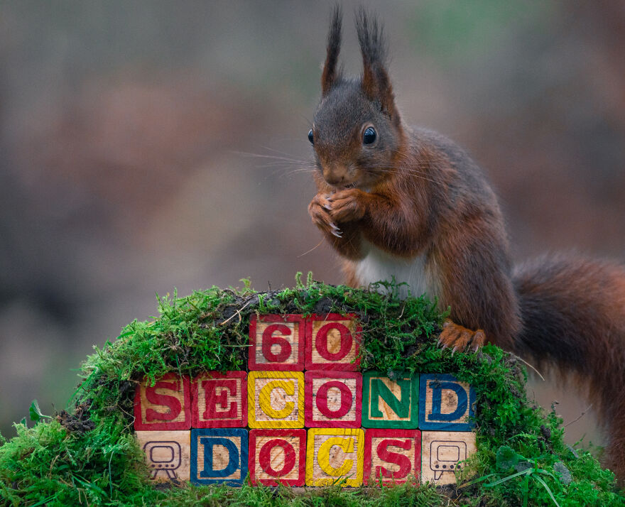 I Spend 3520 Hours Photographing Red Squirrels Without Using Photoshop