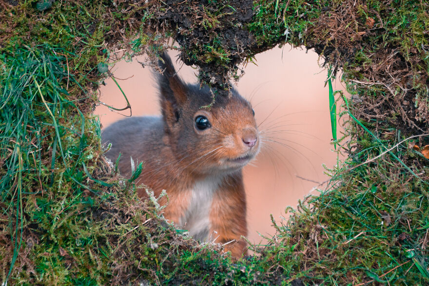 I Spend 3520 Hours Photographing Red Squirrels Without Using Photoshop