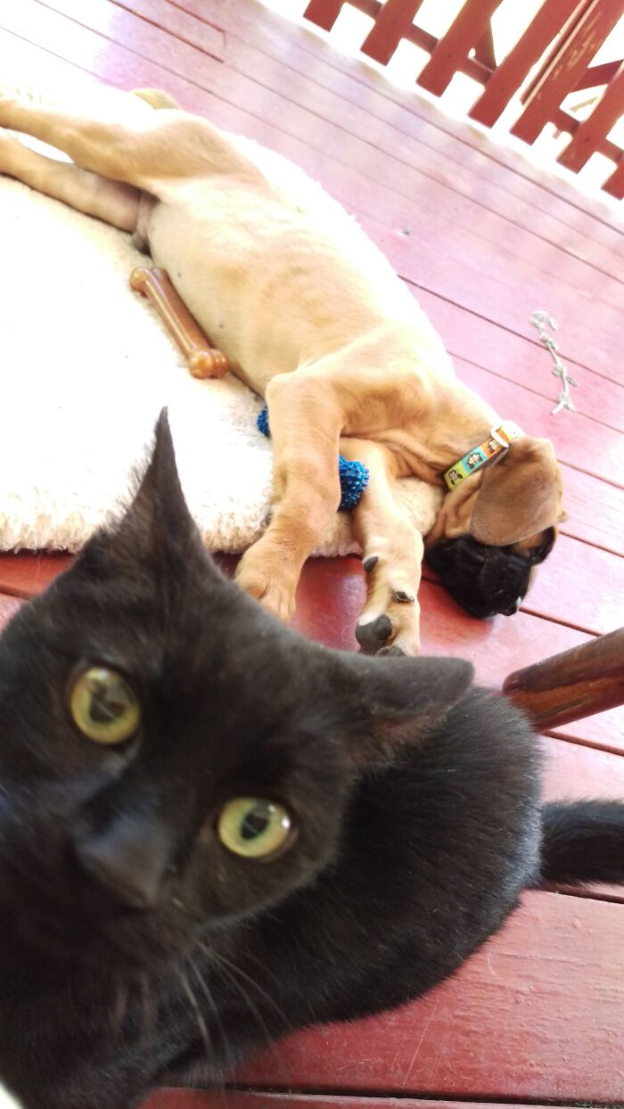 Baby Franco, 22lbs At 8 Weeks. Now 200lbs. Oh, And Simi The Photo-Bomber!