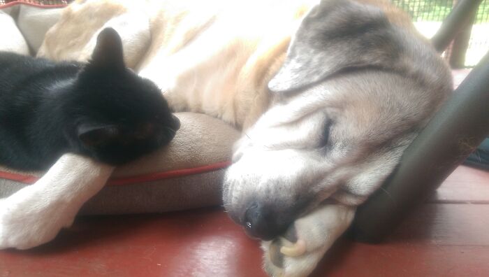 Simi The 18 Yr. Old Cat, And 16 Yr. Old Rukus!