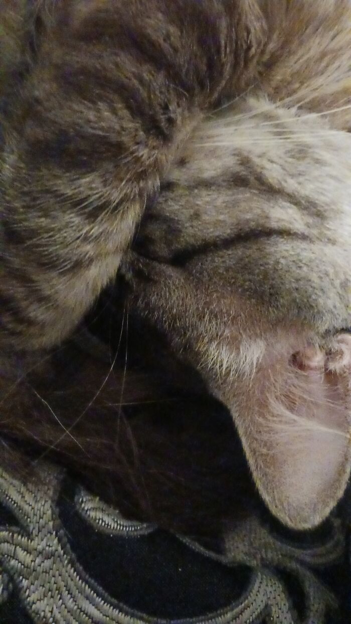 Felipe Sleeping After Coming Way Too Many Crimes