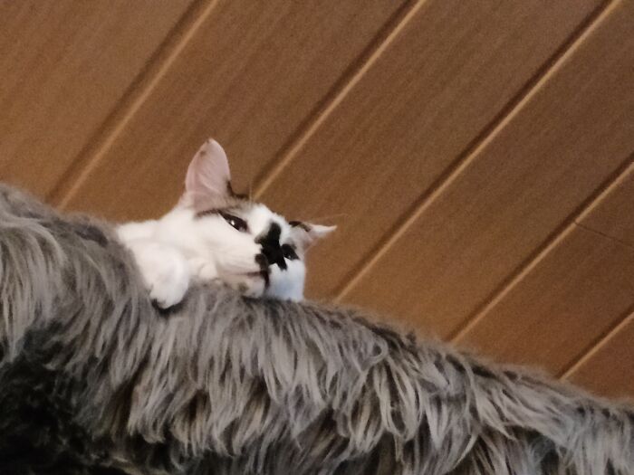 Smug Little Devil Watching Me Wipe The Tea From The Floor After He Toppled The Whole Teapot. No Hot And Nice Tea For Me!