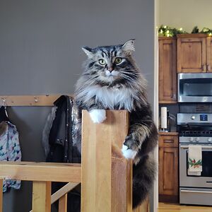 mae_i_see_jesus avatar