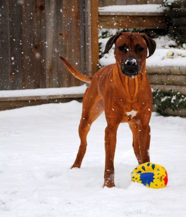 Who Says African Dogs Won't Love Canadian Snow?
