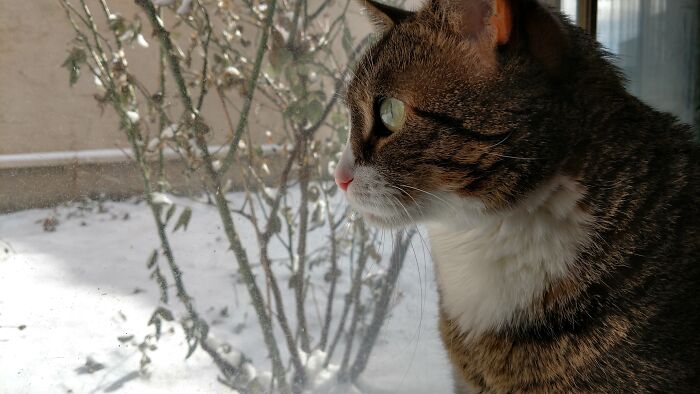 My Grumpy Old Man Cat Transfixed