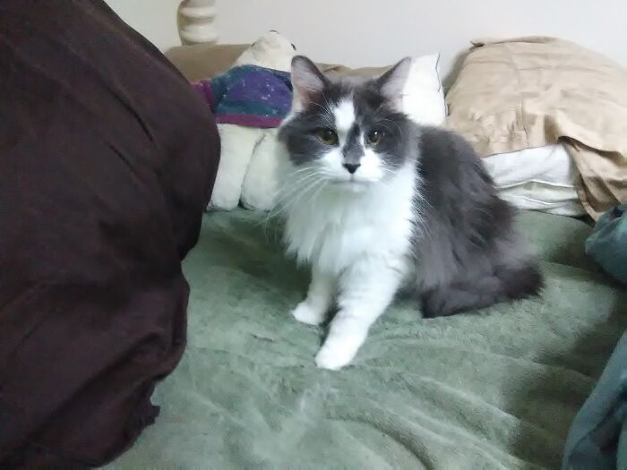 This Is Cootie Bugg. Named After The Game Cootie